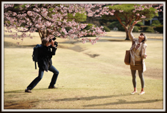 桜、撮る人