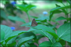 紫陽花の上で...
