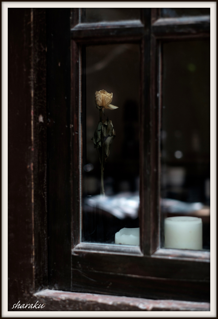 窓辺の薔薇