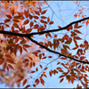 色付く木々 ⑫