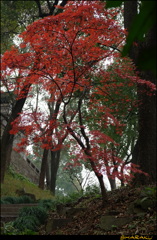 仰げば紅葉