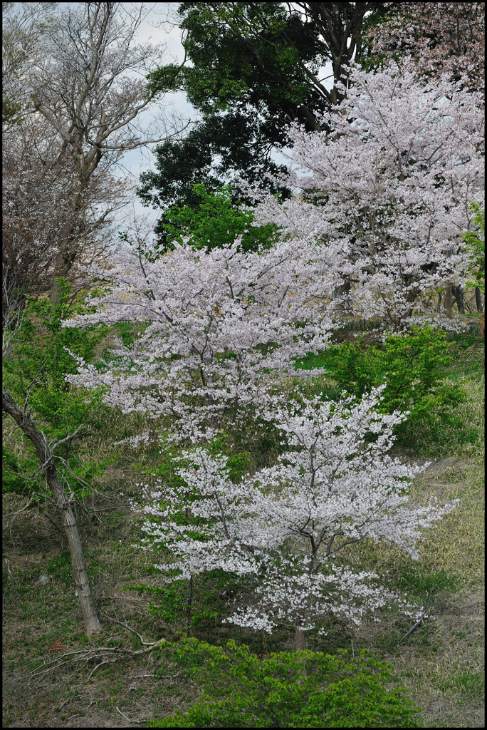 春の散歩路 ㉘