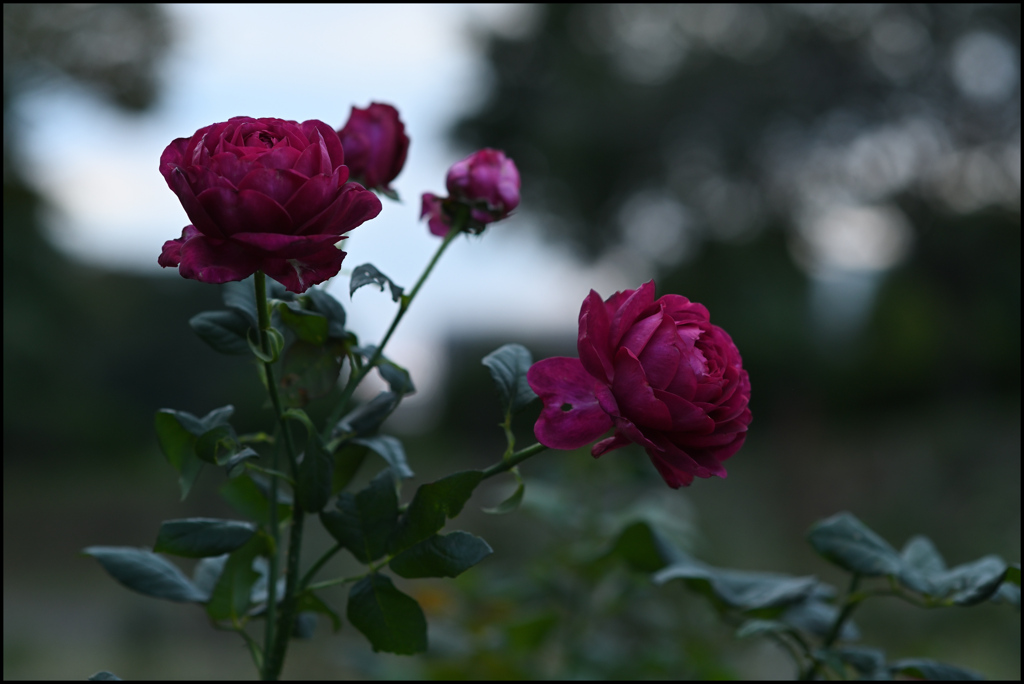 夕暮れの薔薇