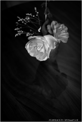 薔薇
