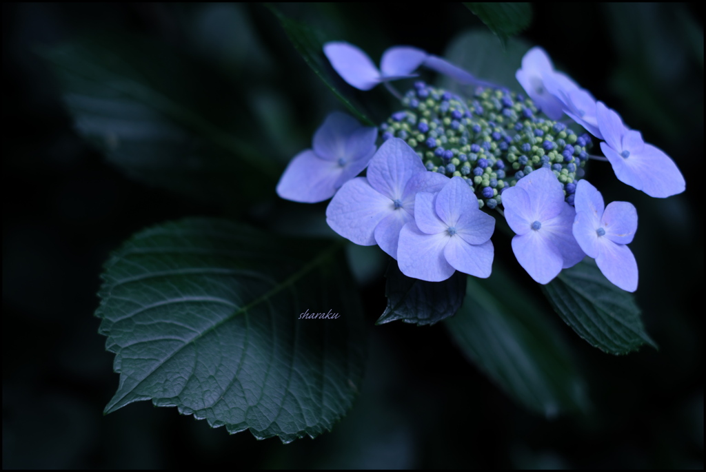 Hydrangea ③