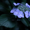 Hydrangea ③