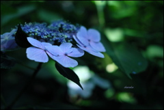 Hydrangea ①