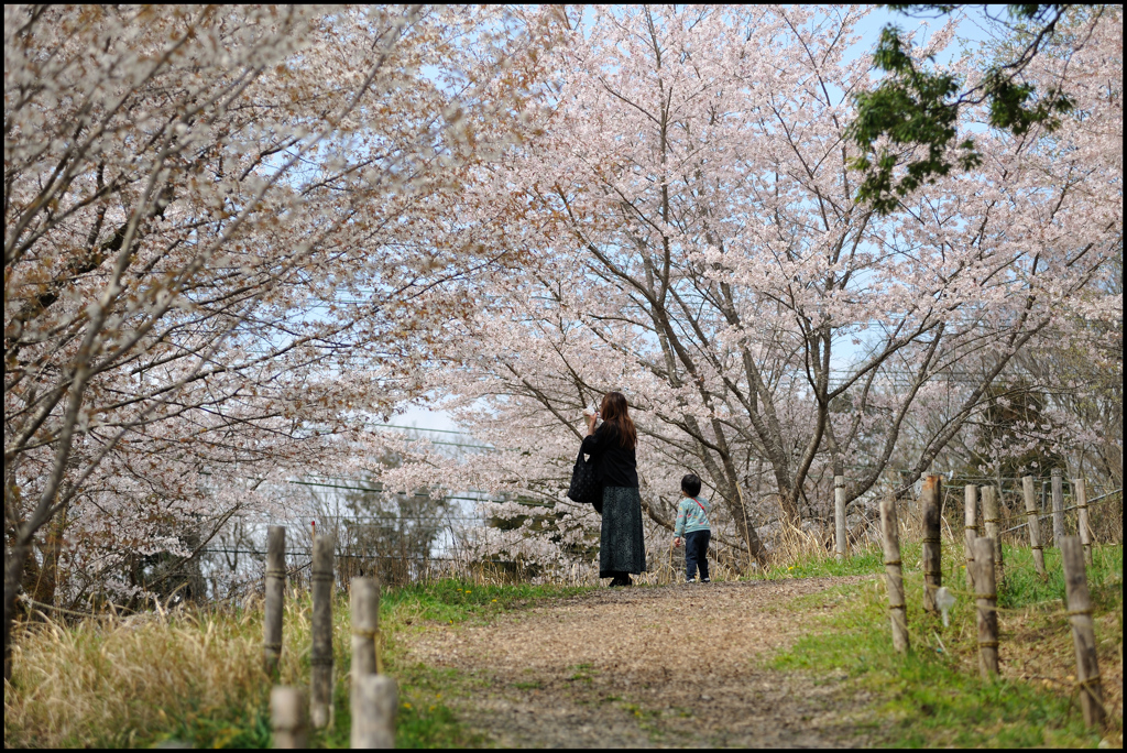 春の散歩路 ㉖