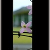 4月の散歩路 ㉛