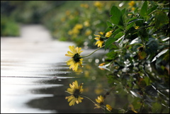 雨に打たれて