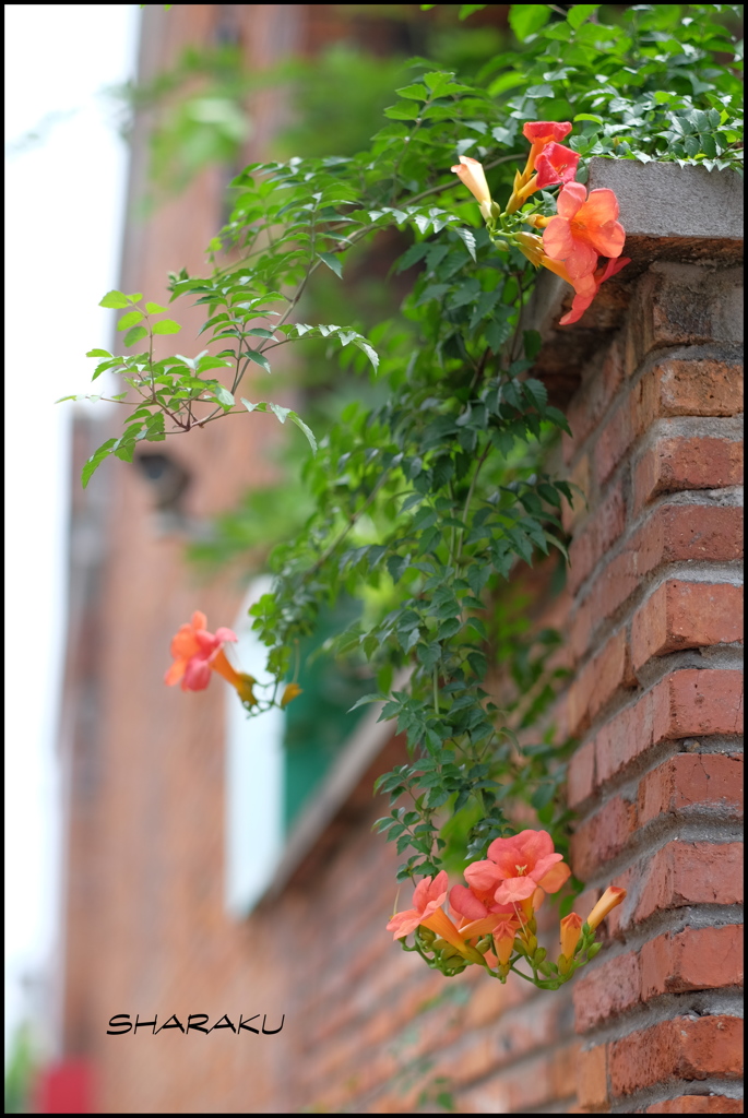 壁に咲く