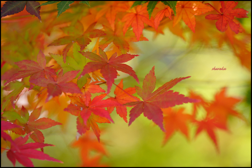 11月を歩く ⑪