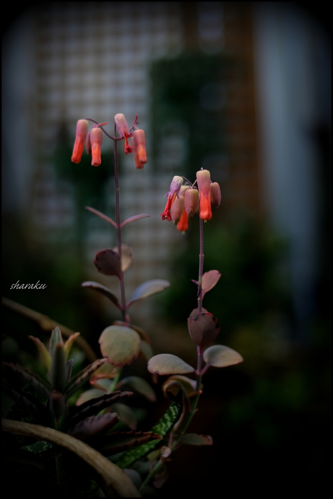 温室の花