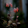 温室の花