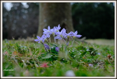 紫香る春