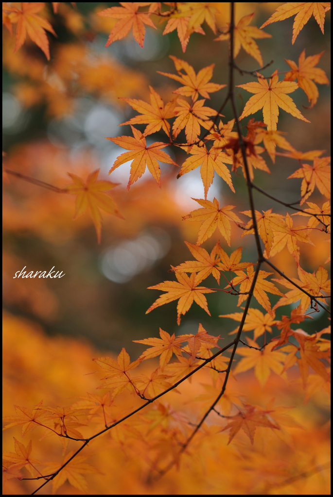 紅葉三題 ③