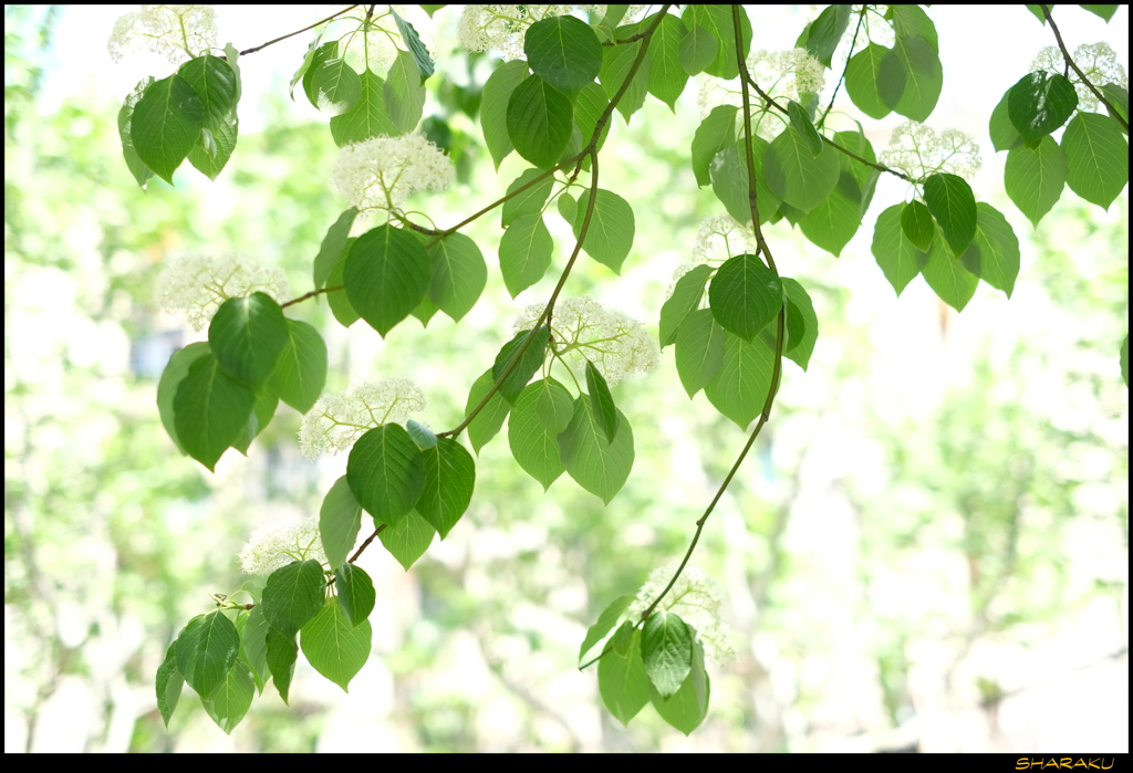 上海の新緑