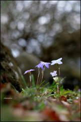 足元の花