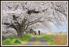 桜花を愛でて