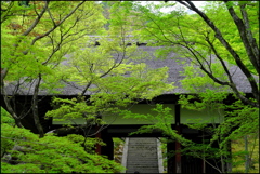新緑の京都 ③