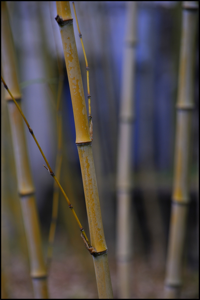 Bamboo