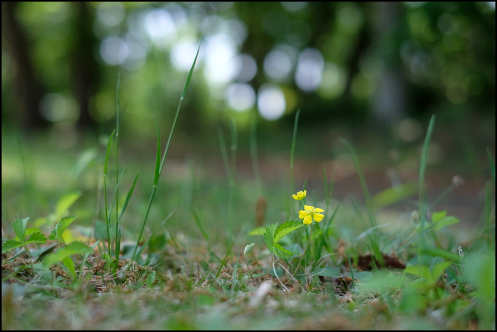 小さな黄色い花