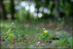 小さな黄色い花