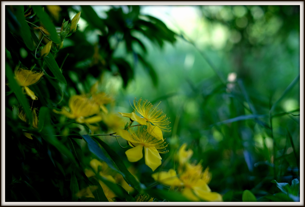 6月の花