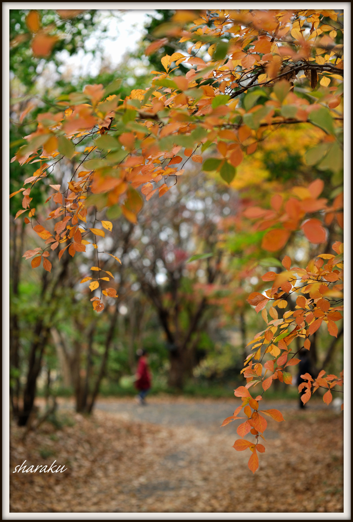 忘れていた紅葉 ⑤