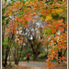 忘れていた紅葉 ⑤