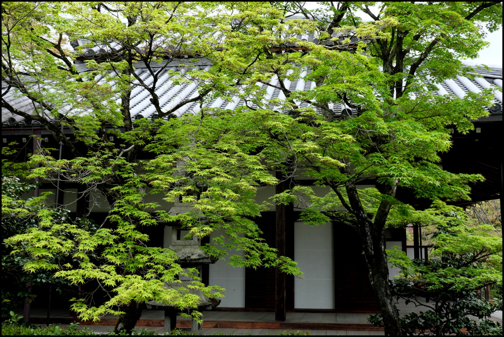 新緑の京都 ①