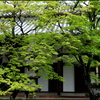 新緑の京都 ①