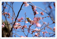 花に囲まれて
