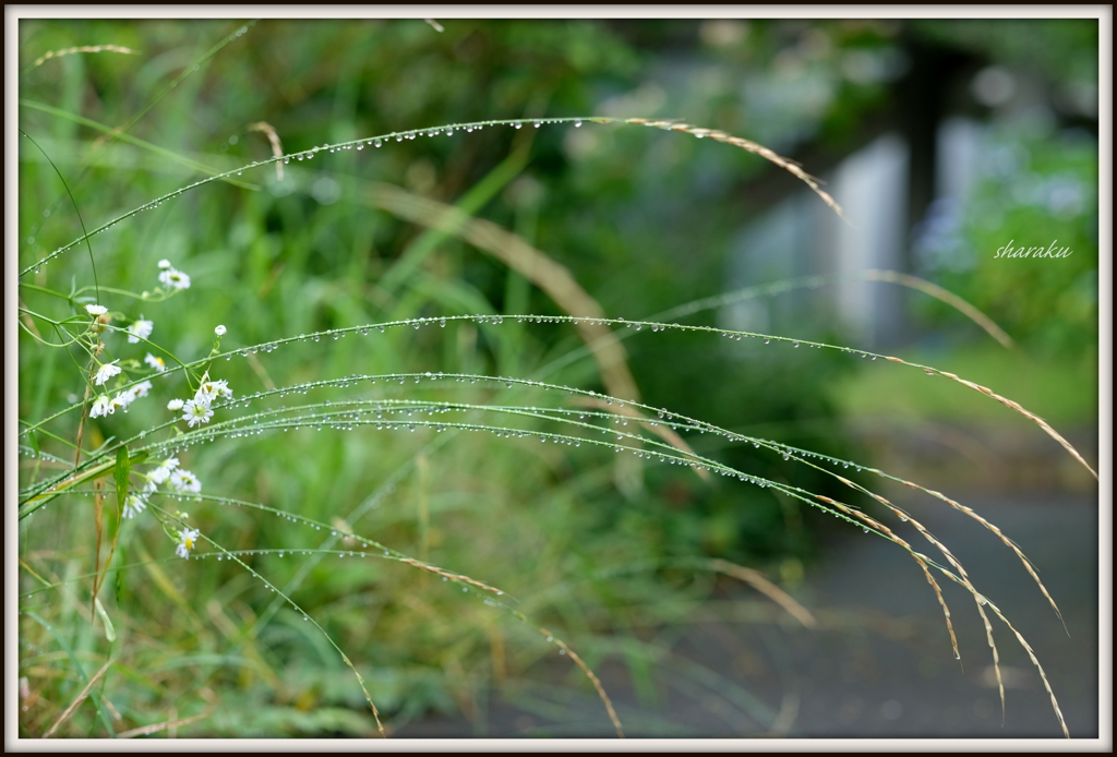 雨滴