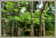 若葉の森