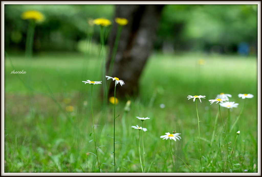 初夏の花たち