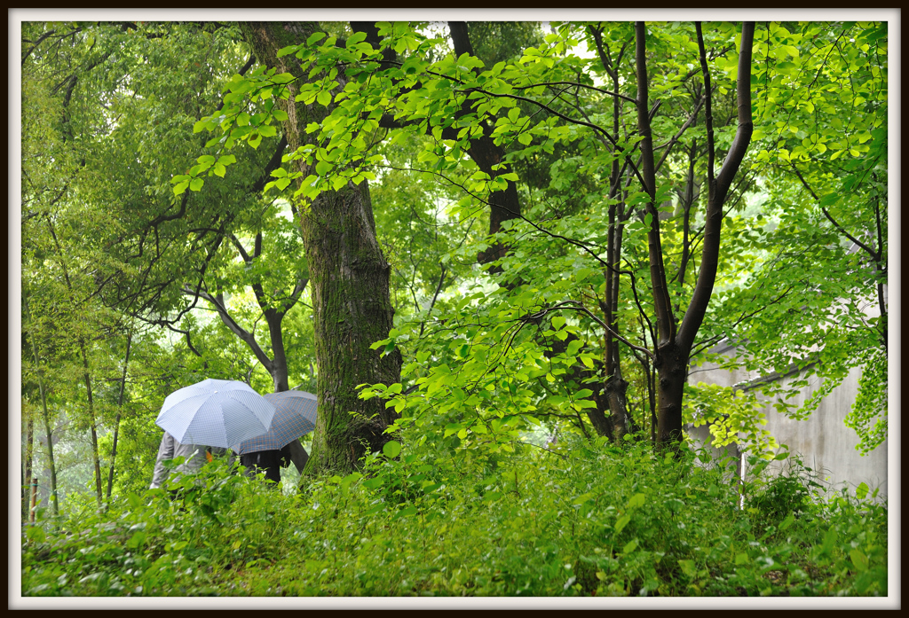雨に歩けば　♪～