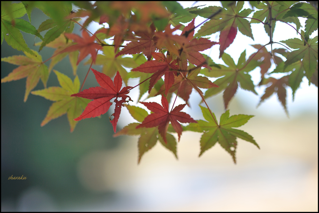 11月を歩く ⑨