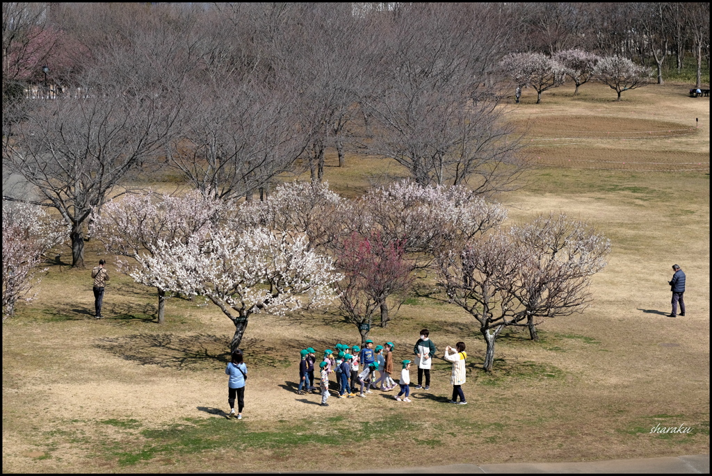 梅咲く公園で...