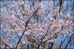 桜の景 ④