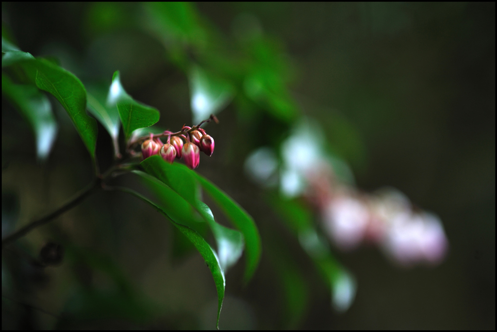 森の中の花