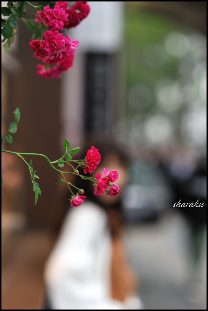 薔薇が綺麗！