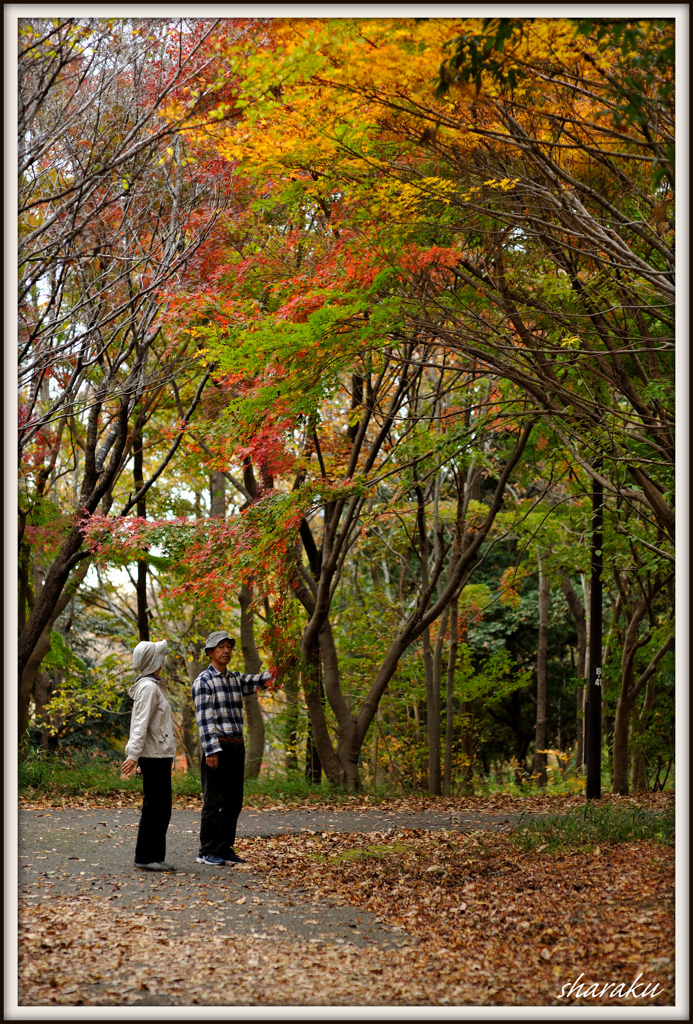 紅葉の下で