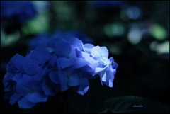 Hydrangea ②