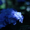 Hydrangea ②