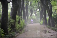 雨の虎丘公園