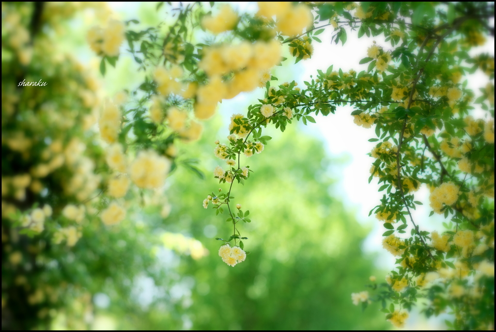 初夏の香り