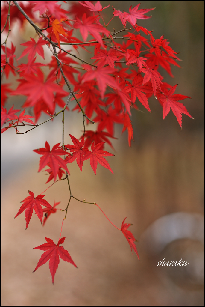 紅葉三題 ①