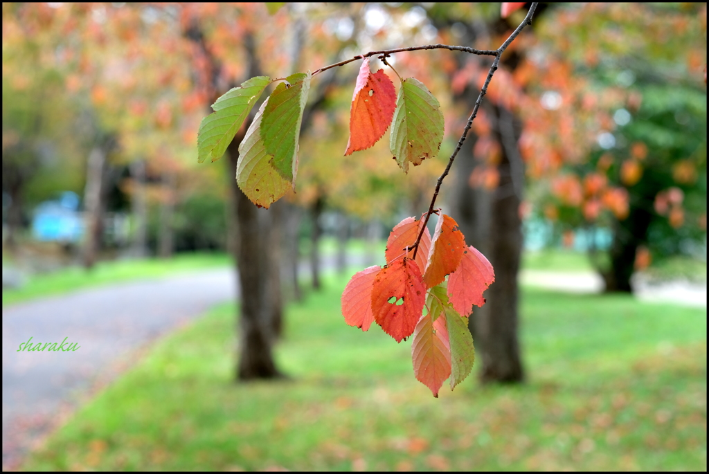 桜の葉、色づく