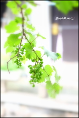 葡萄